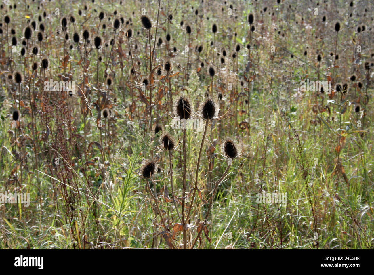 A Field of Teazel Contre Jour Stock Photo