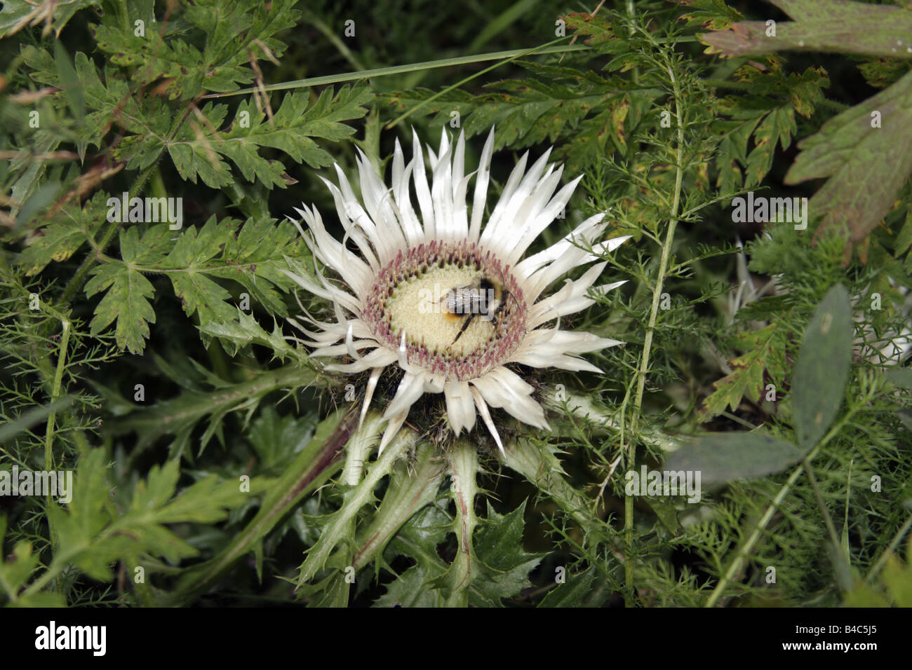 Silver or Alpine thistle (Carlina acaulis) and European honey bee (Apis mellifera), Italy Stock Photo