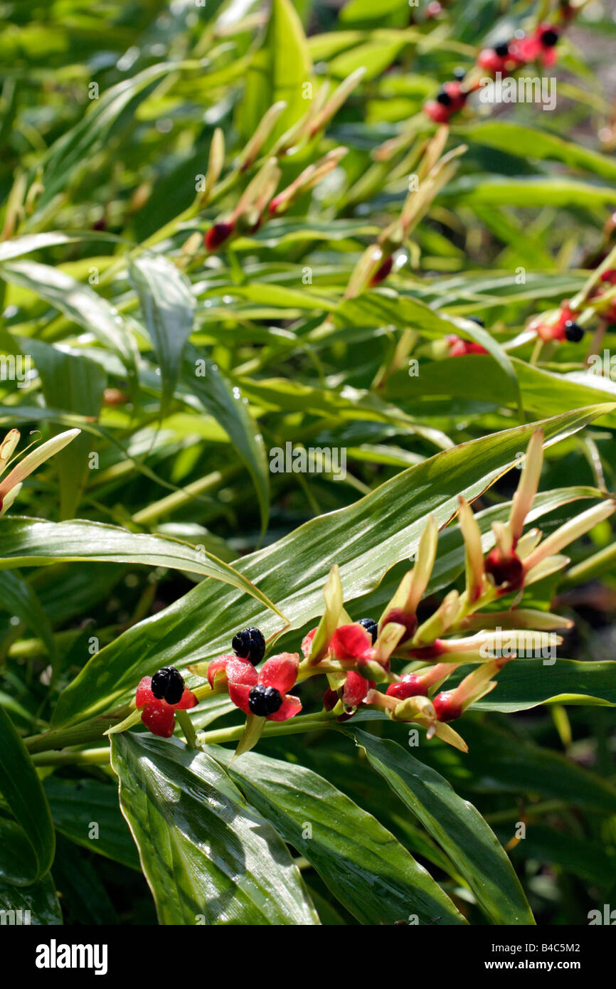 CAUTLEYA GRACILIS Stock Photo