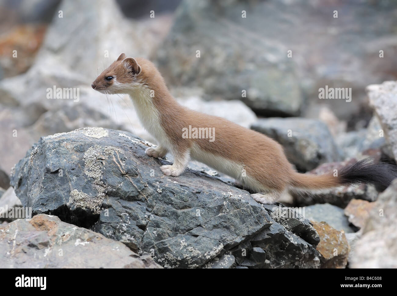The Ermine in summer fur Stock Photo