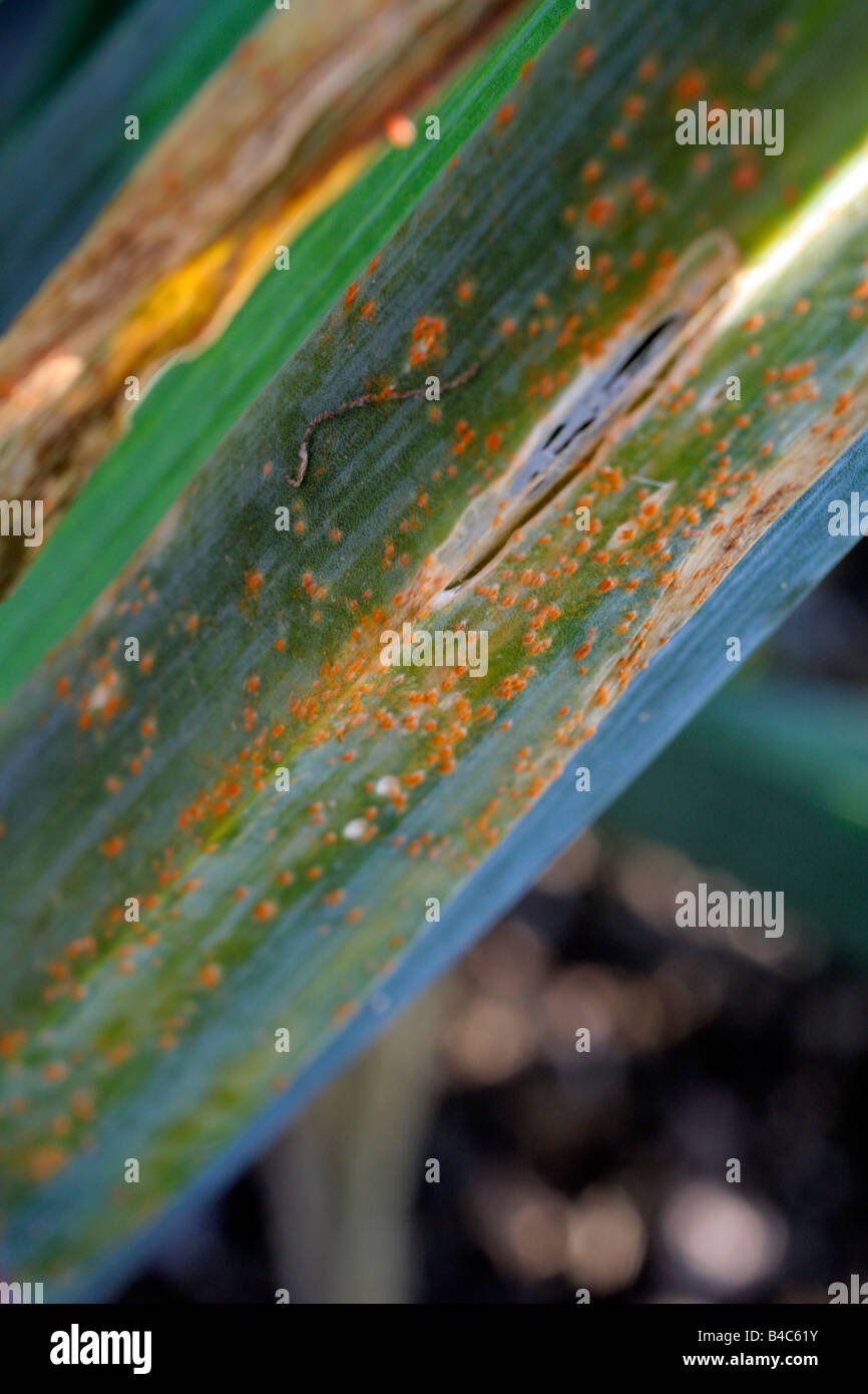 RUST ON LEEKS Stock Photo