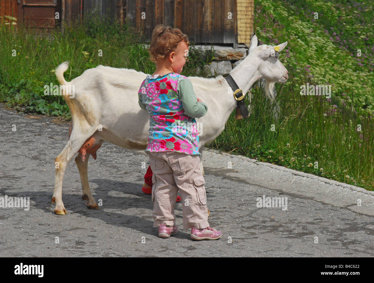 children playing with a goat Swiss Alps Stock Photo Alamy