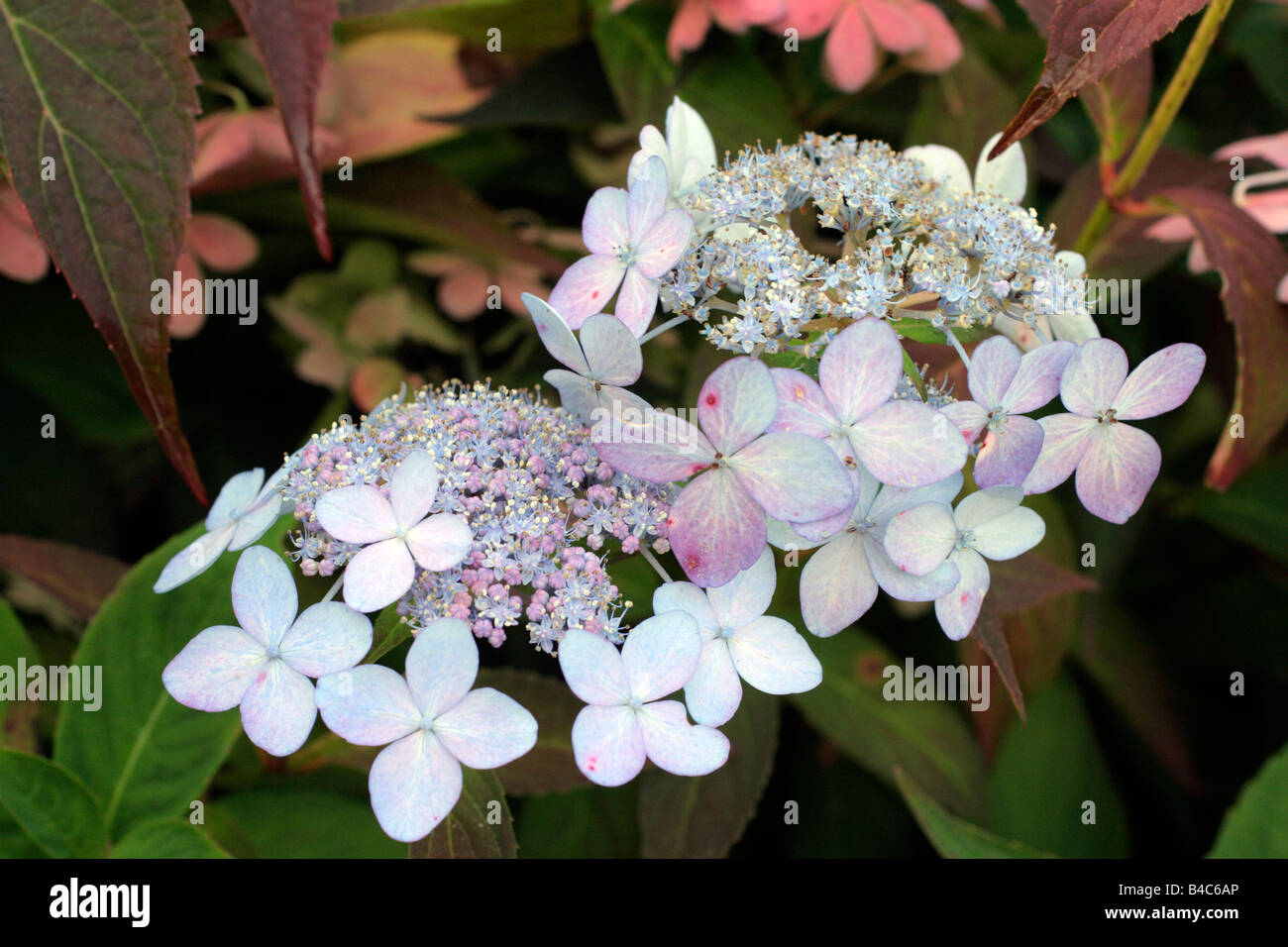 HYDRANGEA SERRATA TIARA Stock Photo