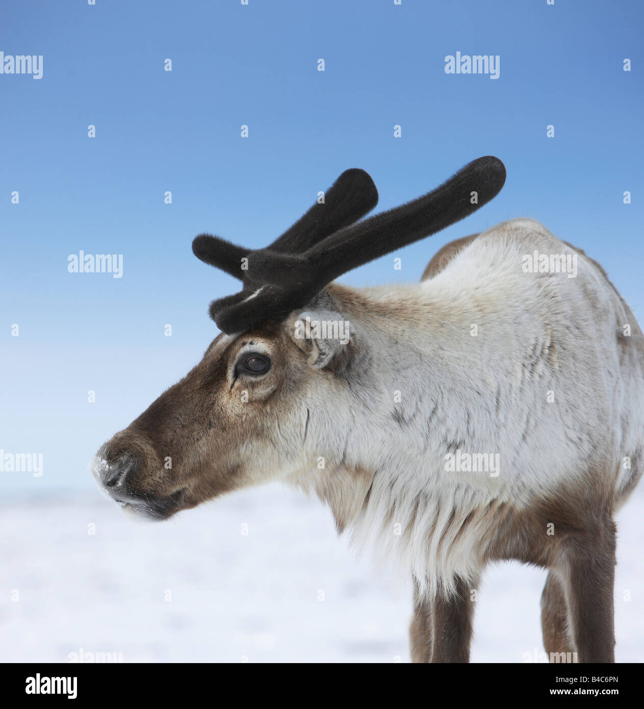 Young Reindeer, Chukotka, Siberia, Russia Stock Photo