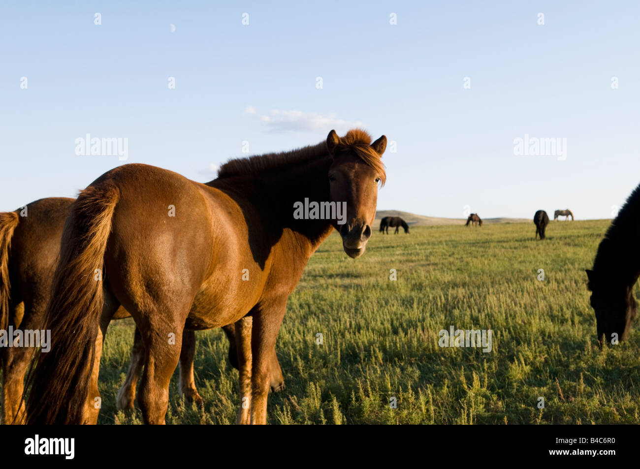 Horses roam the vast Mongolian grasslands Stock Photo - Alamy