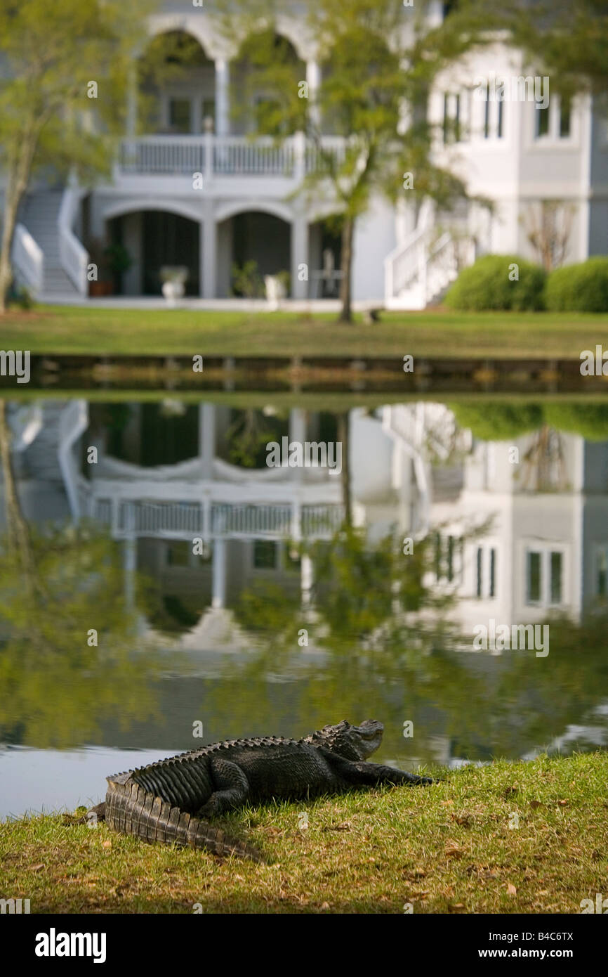 A ten foot alligator rests on the bank of a lakeside home in Charleston