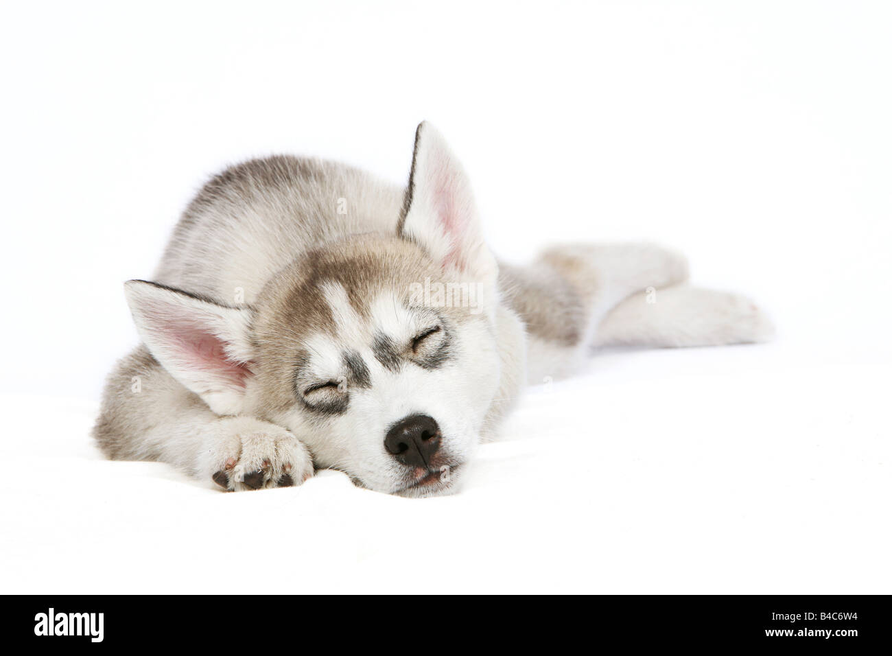 Husky puppy sleeping Stock Photo