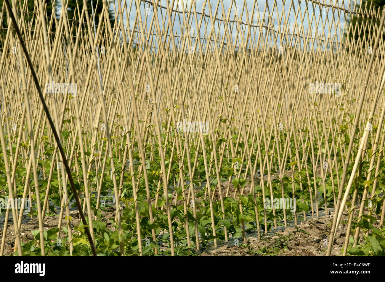 Fruit and vegetable production an a farm in Essex, UK Stock Photo Alamy
