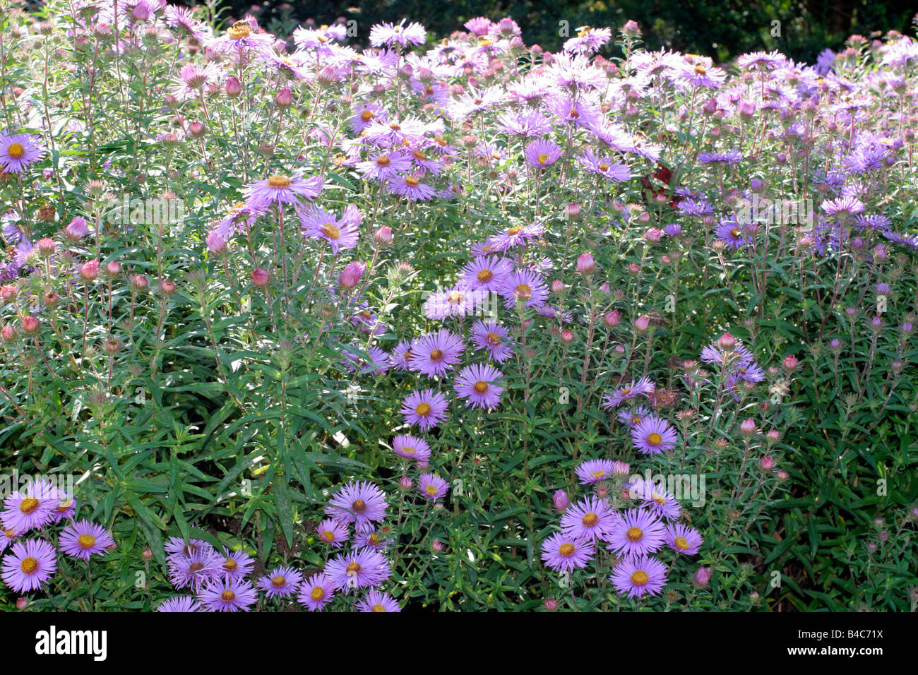 ASTER NOVAE ANGLIAE PURPLE CLOUD Stock Photo