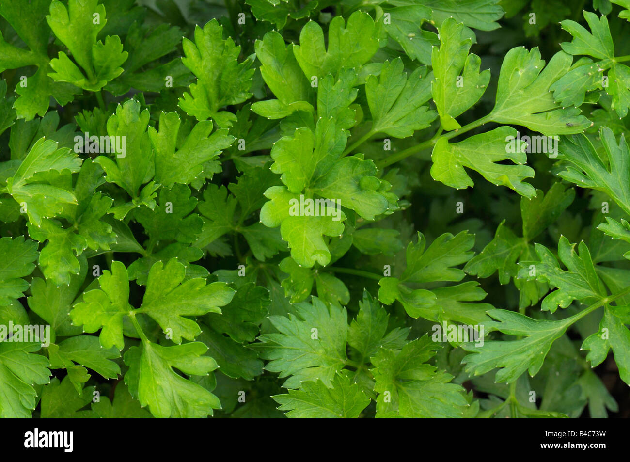 Flatleaf Parsley (Petroselinum crispum Stock Photo Alamy