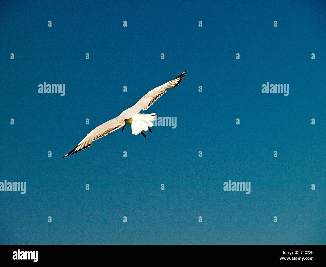 Silver Gull Larus novaehollandiae in flight from behind Australia Stock Photo