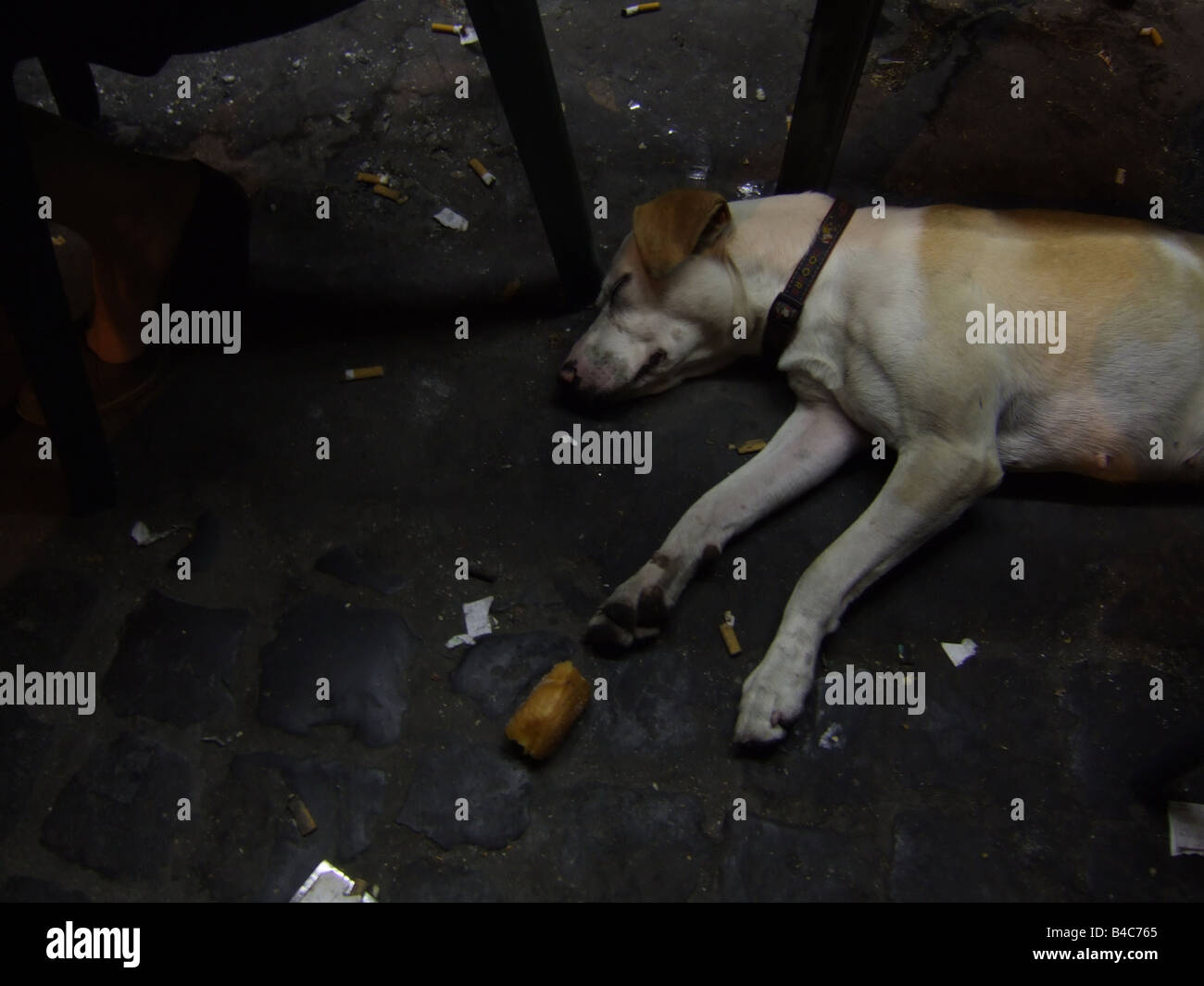 Where Do Your Dogs Sleep At Night