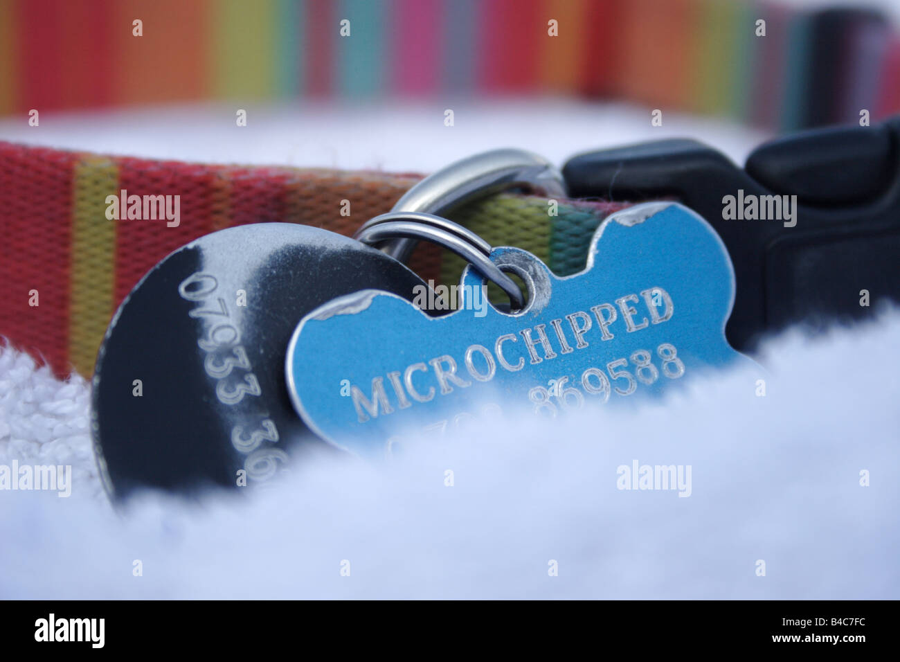 dog tag with microchip number engraved on it Stock Photo