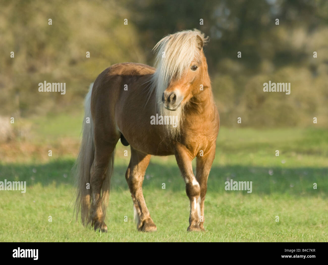 Miniature horse stallion running Stock Photo Alamy