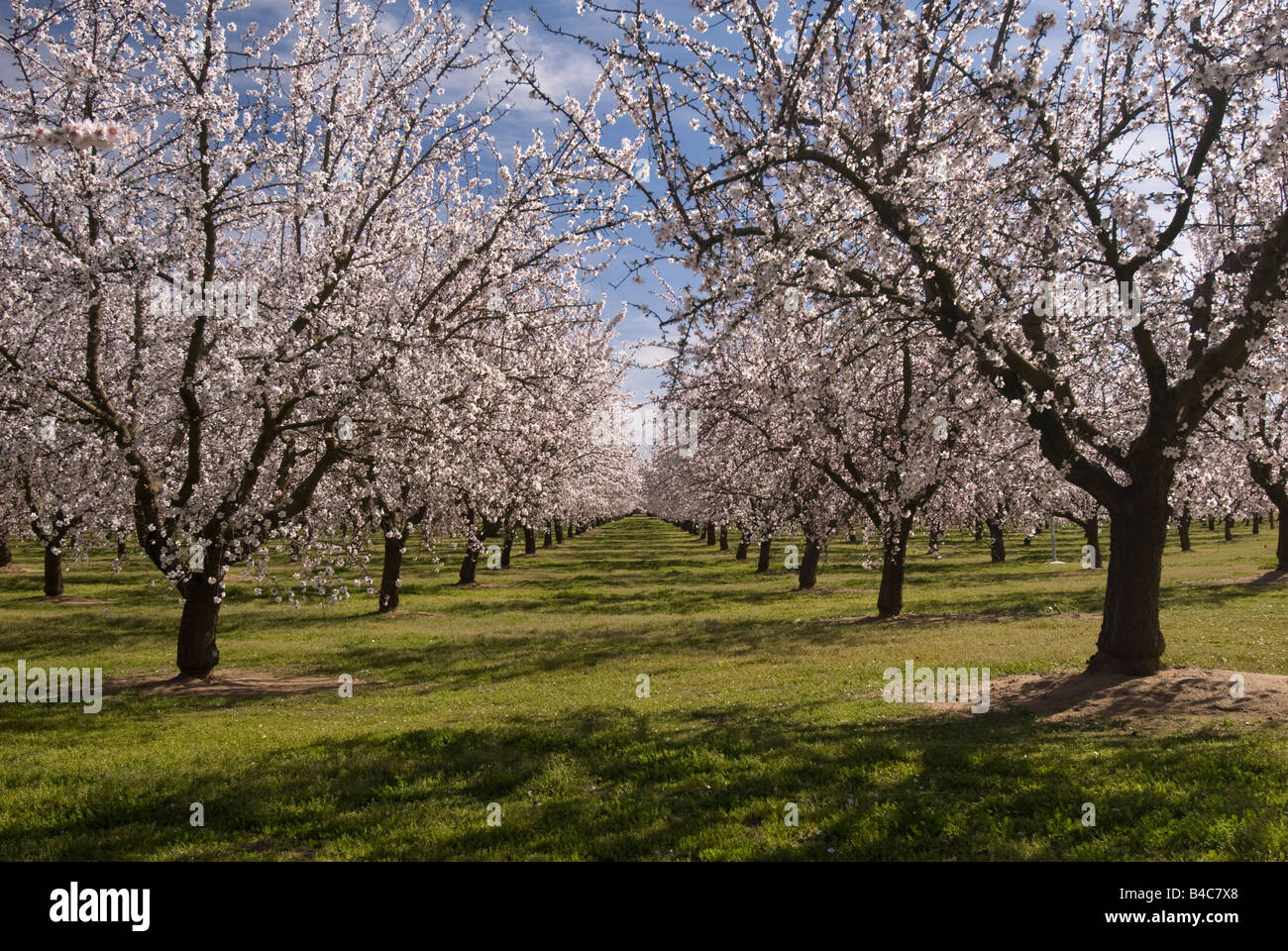 Almond Orchards in bloom near Ripon, California, United States Stock