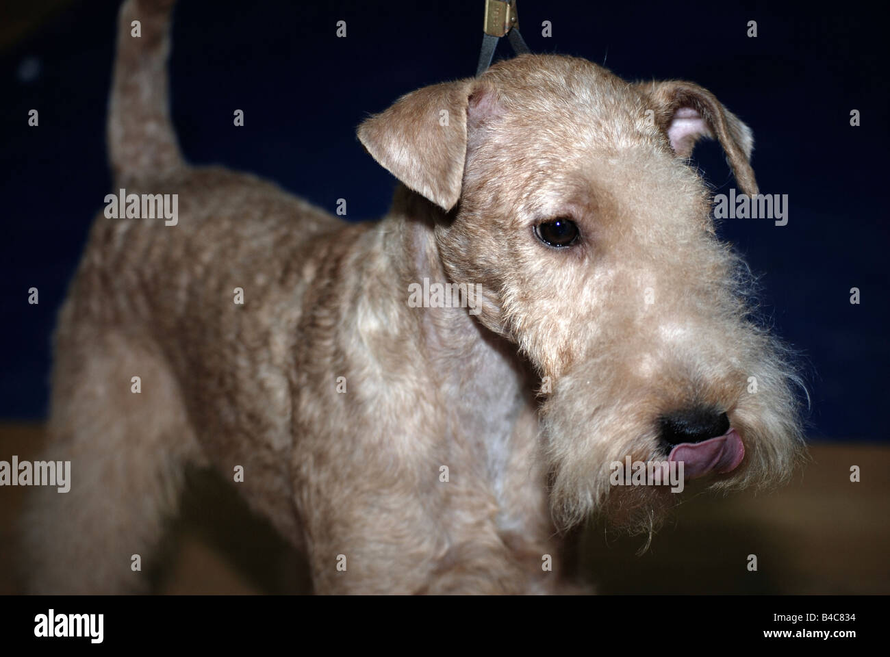 Lakeland terrier at a dog show Property Release available Stock Photo
