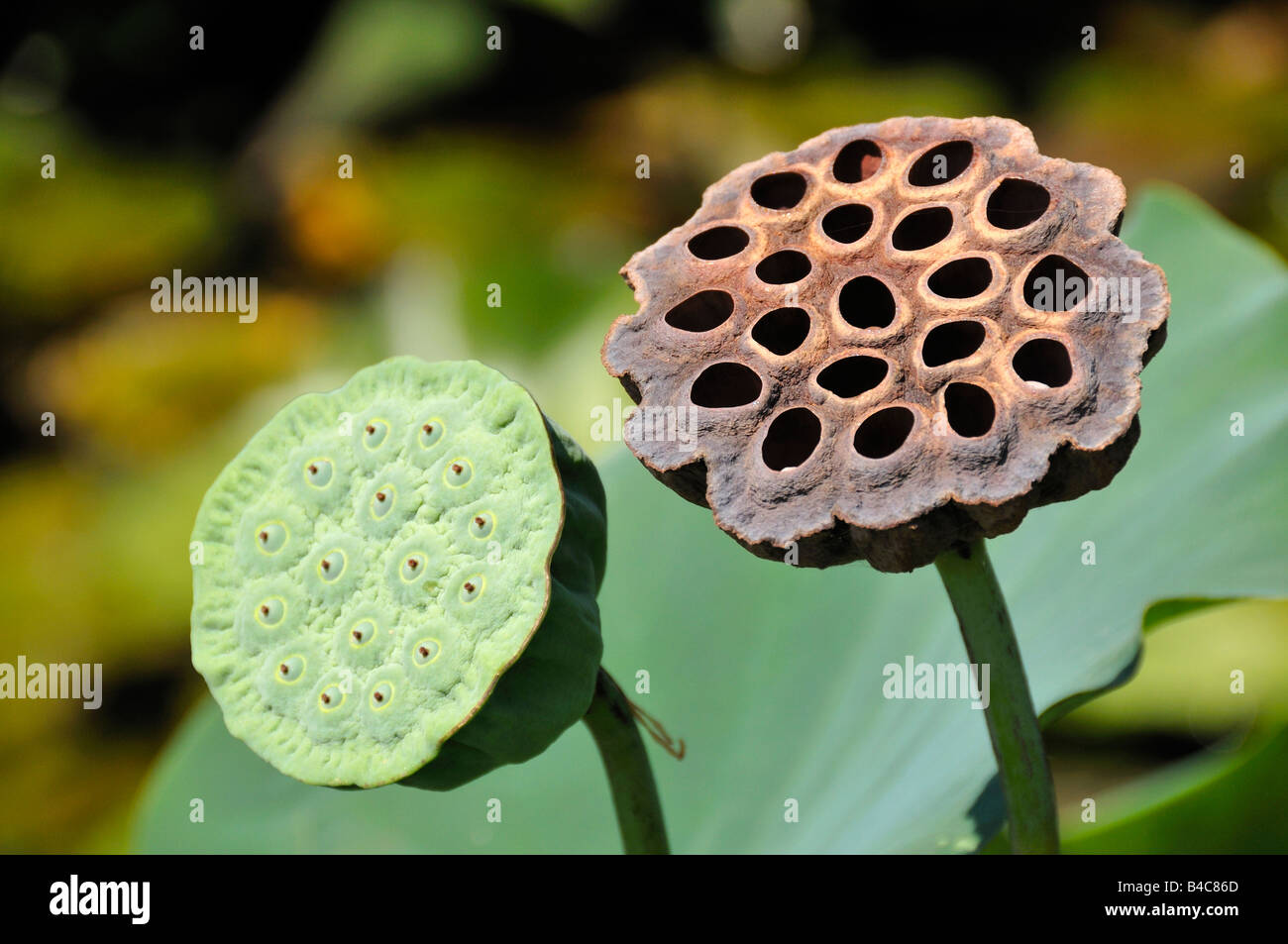 Pair of lotus flower fruit pods. Stock Photo