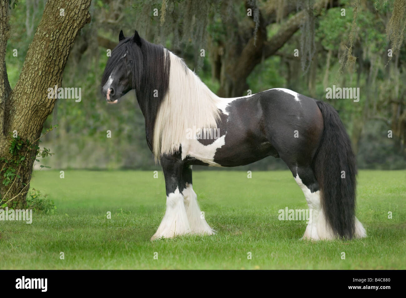 Gypsy Vanner Horse stallion Stock Photo Alamy