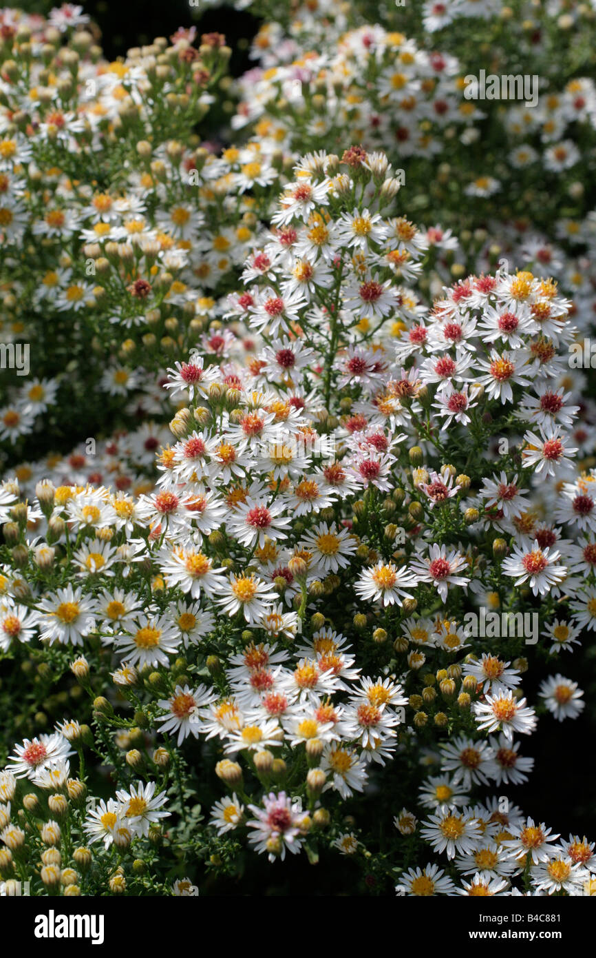 ASTER ERICOIDES WHITE HEATHER Stock Photo - Alamy