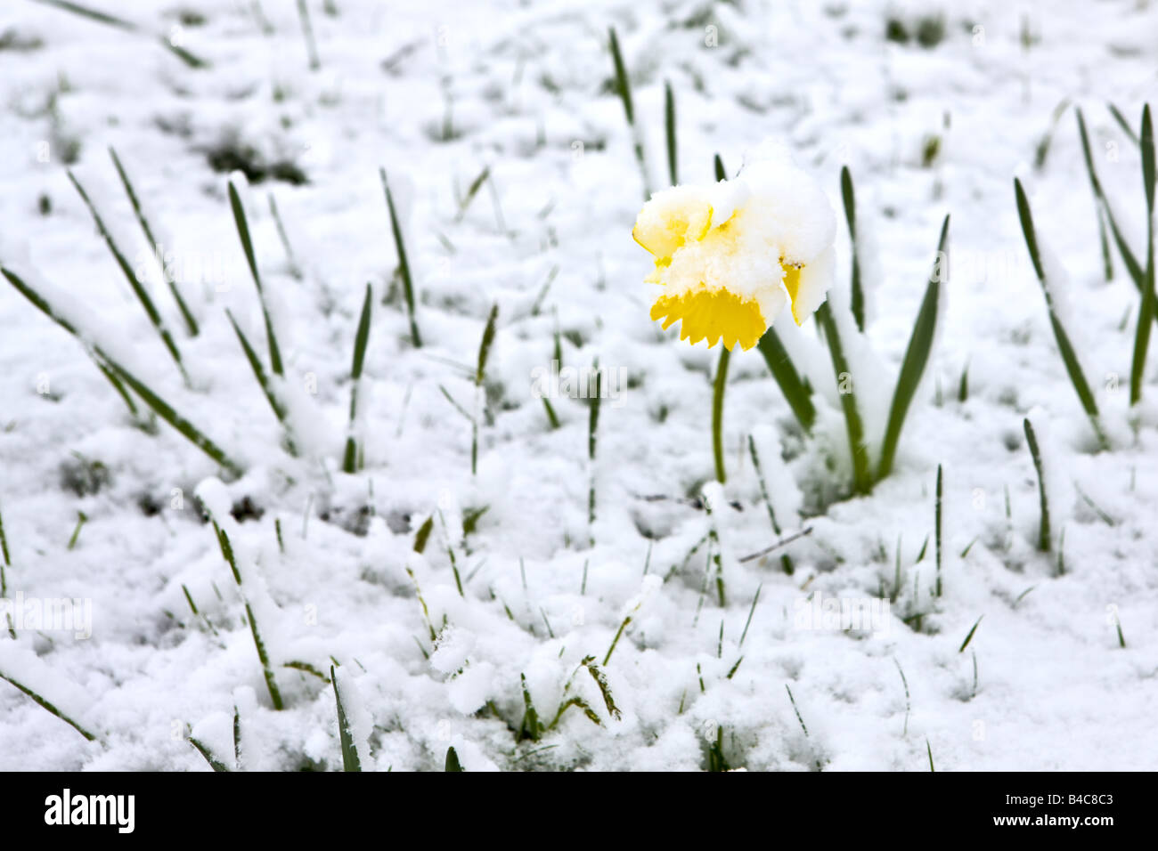 Narcissus Daffodil In Snow Stock Photo Alamy