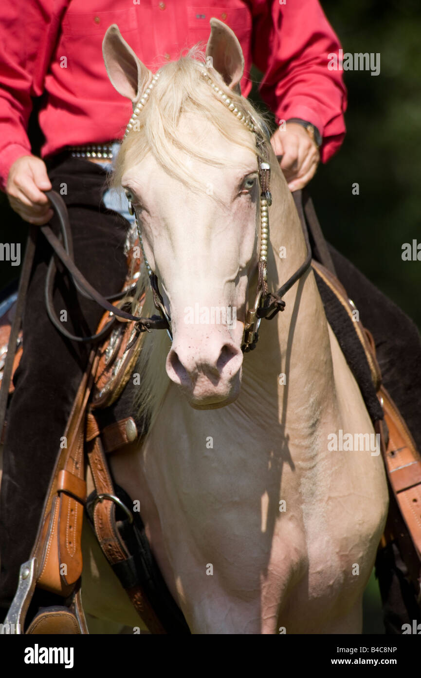 Male rider in western costuyme riding Cremello Morgan Horse stallion ...