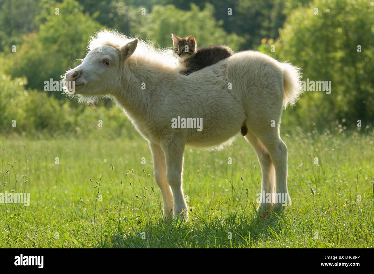 Miniature horse foal with kitten on back in field Stock Photo Alamy