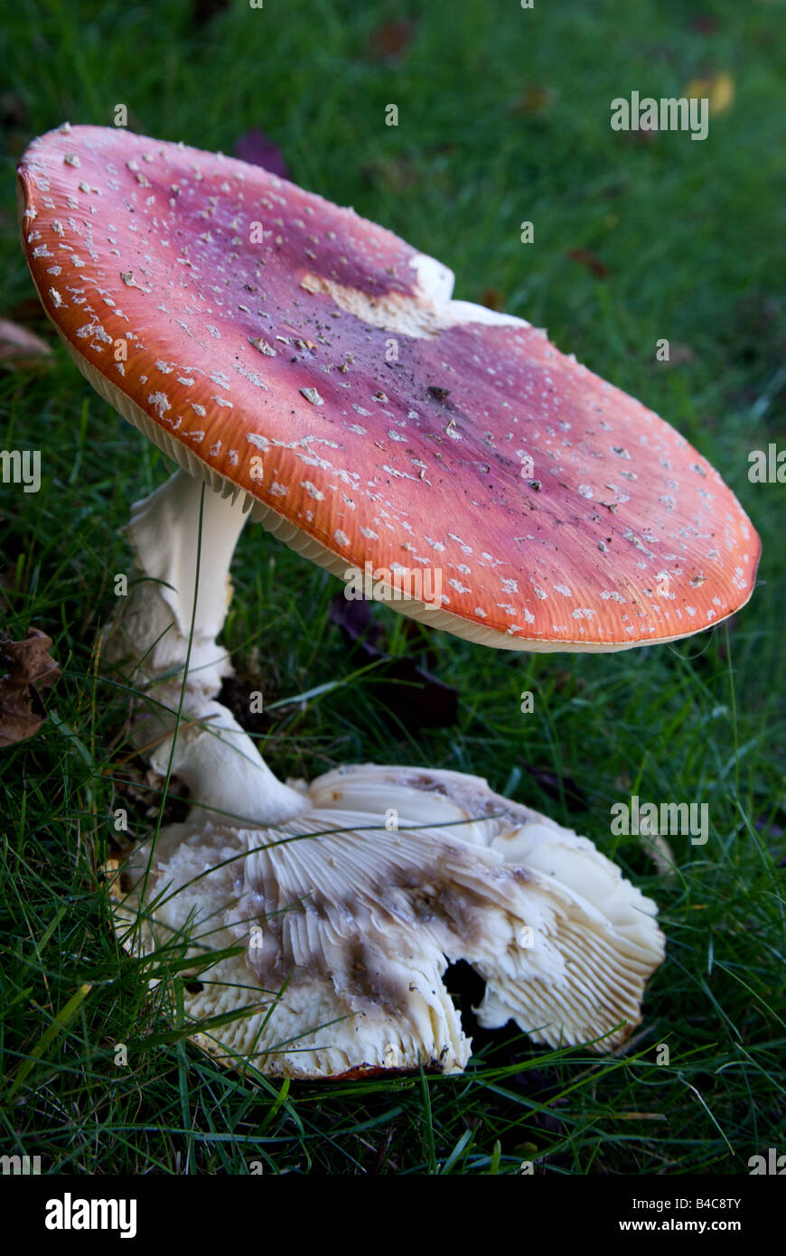 Mushroom amanita gills hi-res stock photography and images - Alamy