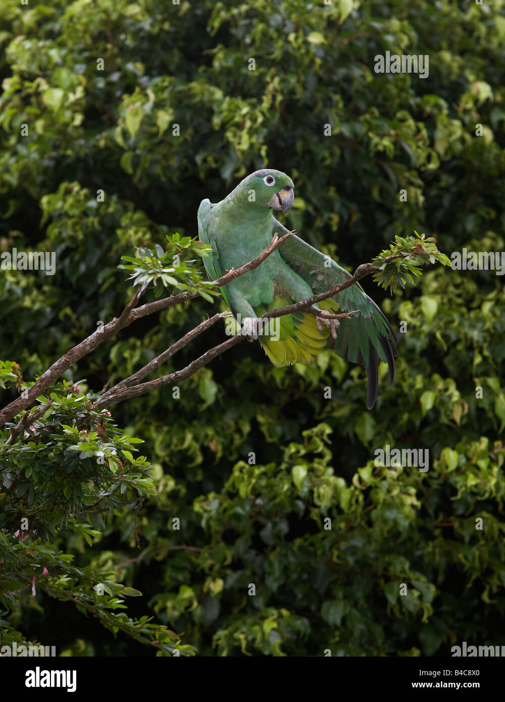 Parrot in the wild, Amazon Rain Forest, Ecuador Stock Photo