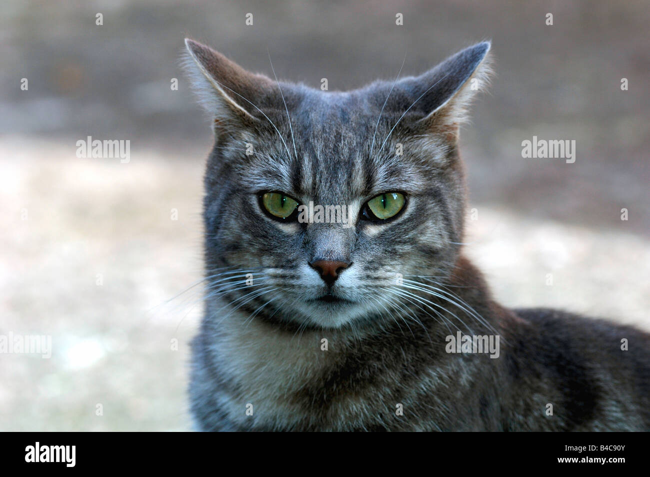Portrait Of A Grey & White Tom Cat Stock Photo