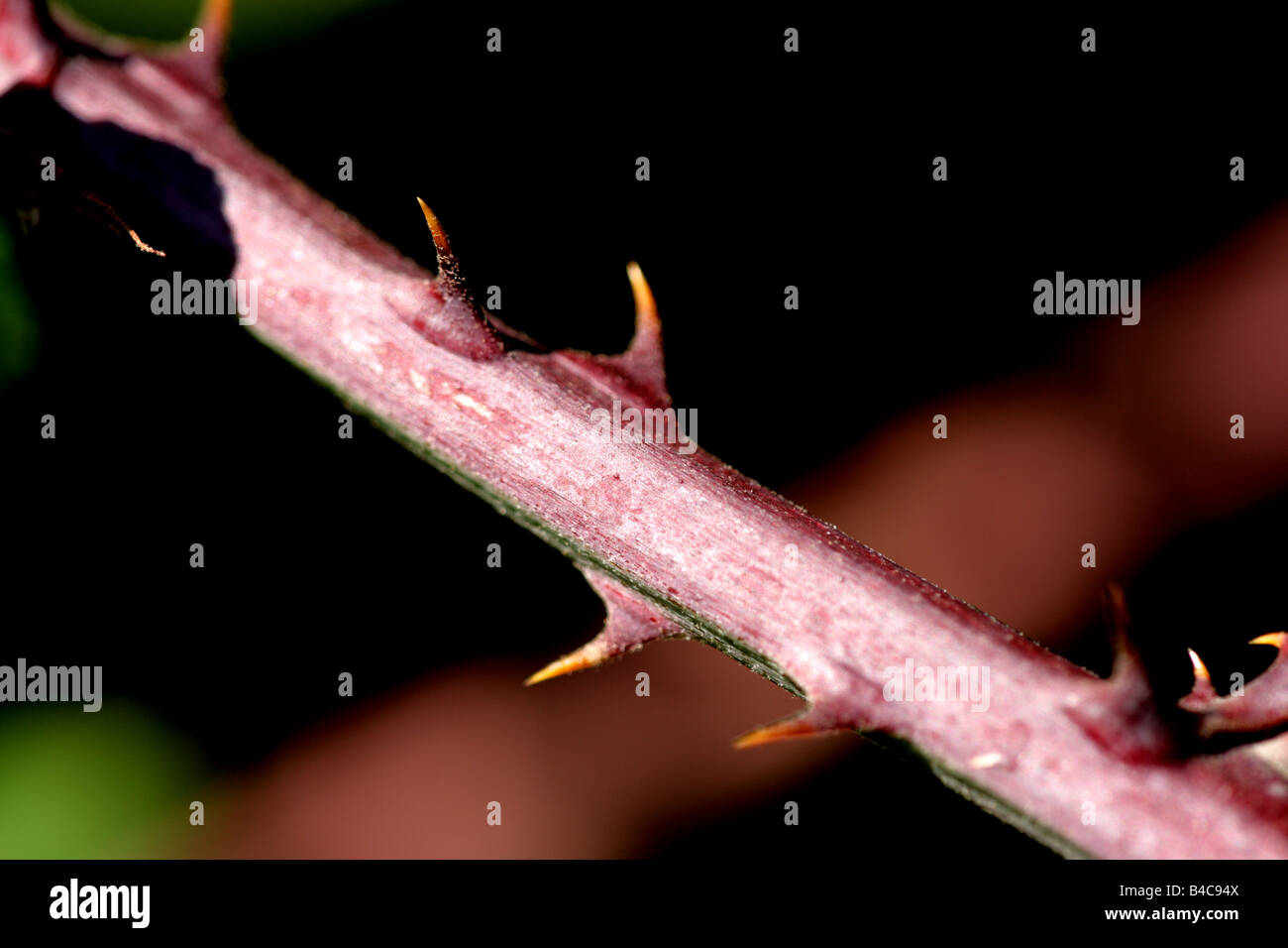 Bramble flowers in bloom hires stock photography and images Alamy