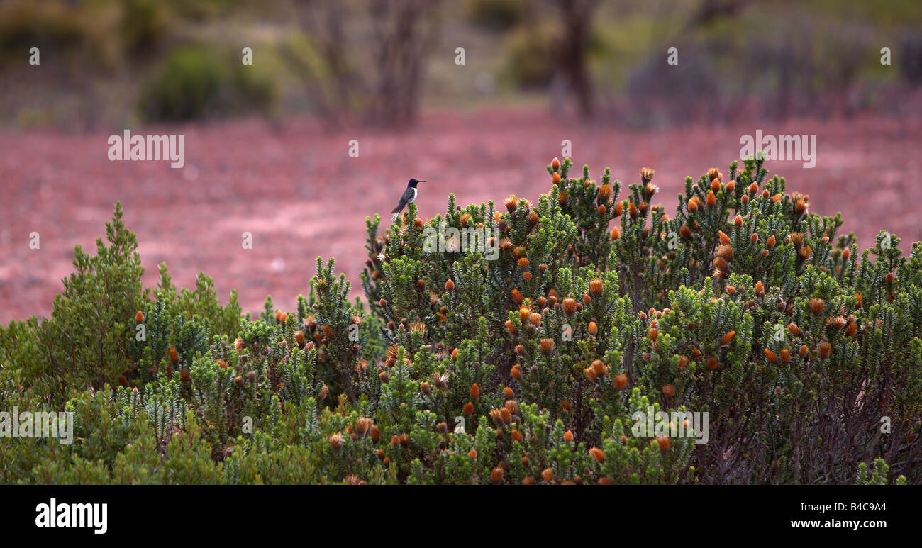 Hummingbird with Wild flowers, Mt. Cotopaxi, Ecuador Stock Photo - Alamy