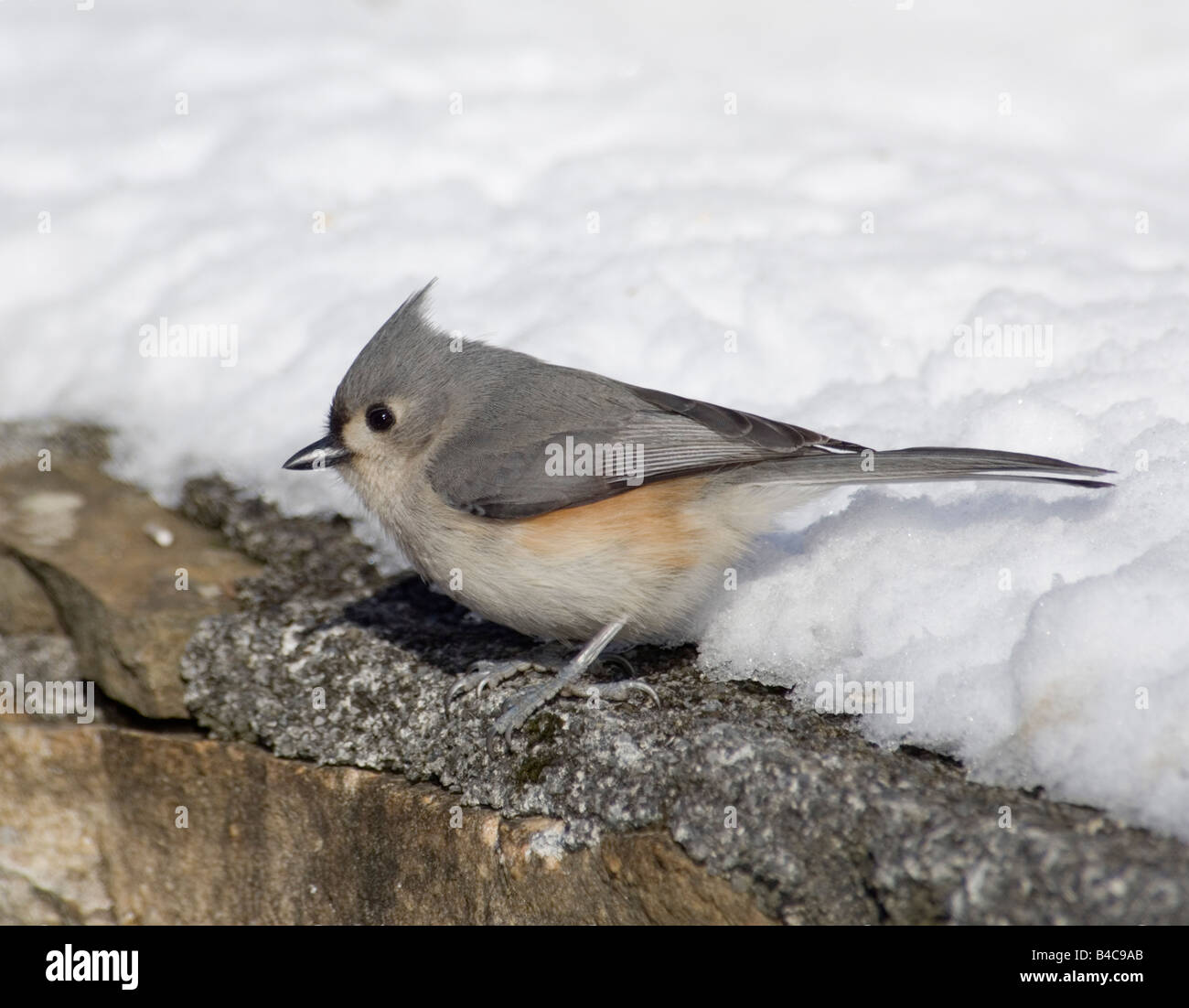 Tufted Titmouse song bird virginia snow song bird Stock Photo