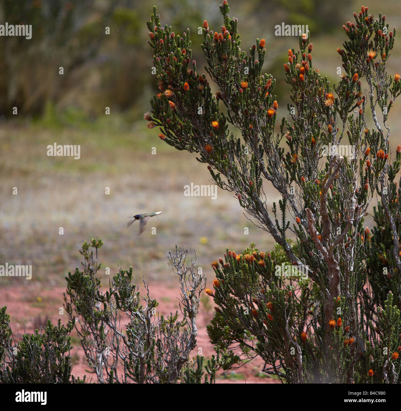 Hummingbird flying with wild flowers, Mt. Cotopaxi, Ecuador Stock Photo