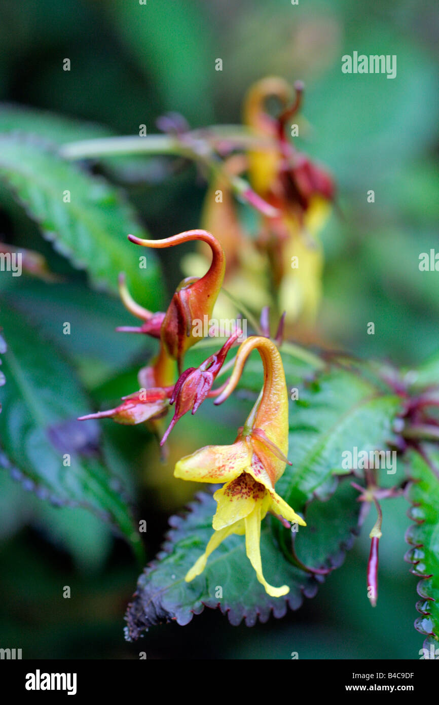 IMPATIENS STENANTHA Stock Photo