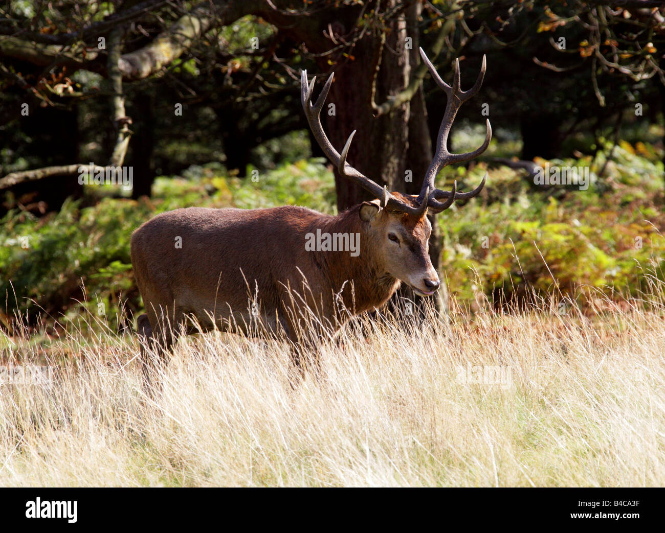 Red Deer Stag, Cervus elaphus Stock Photo