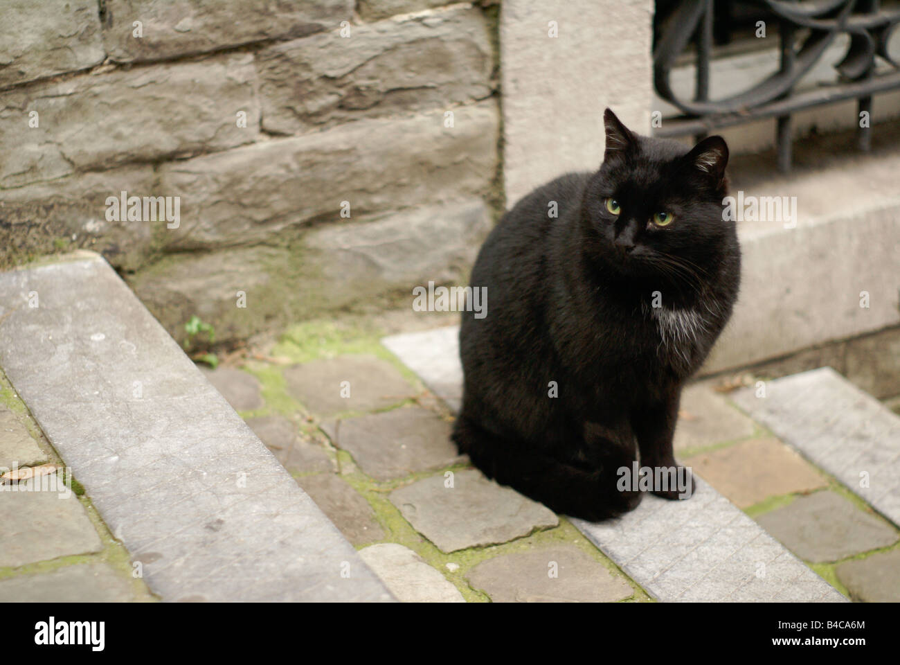 black cat Stock Photo