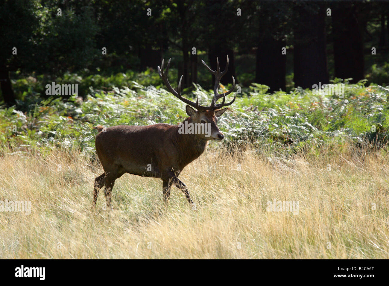 Red Deer Stag, Cervus elaphus Stock Photo