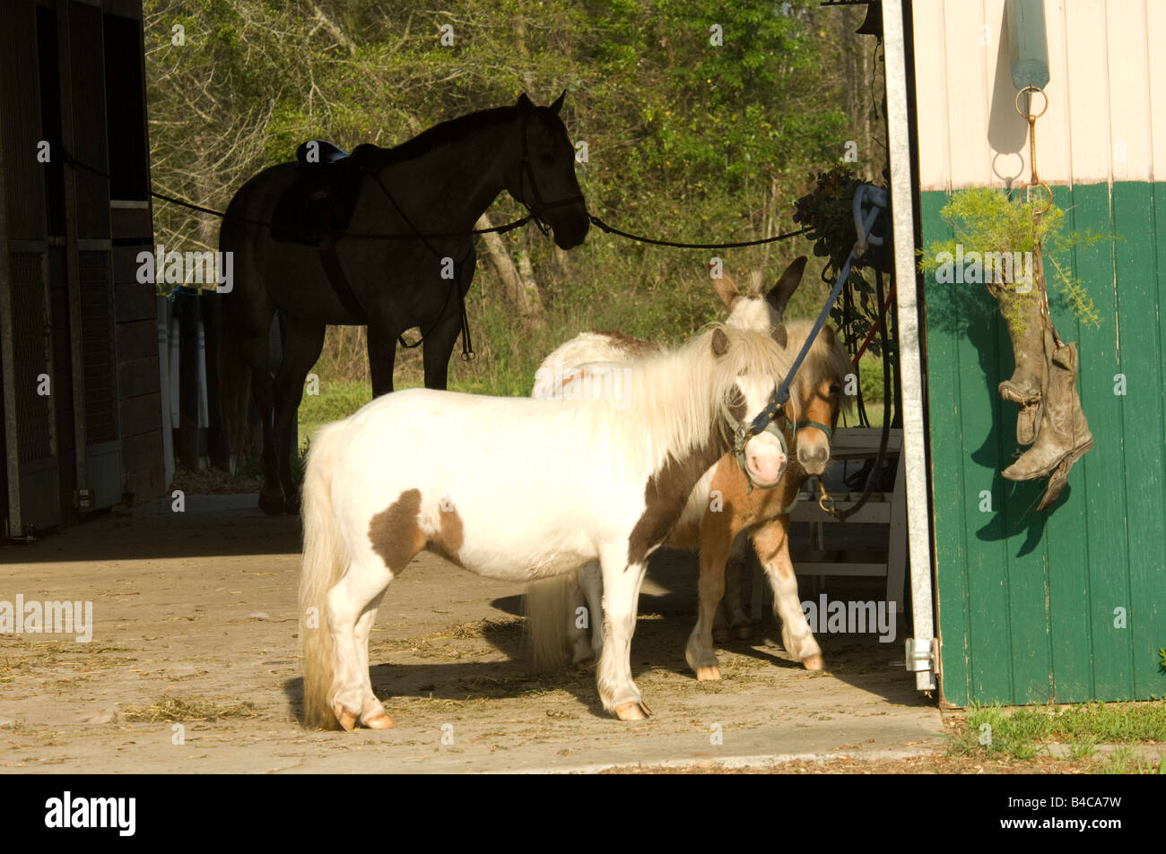 Miniature Horses Tied In Barn Aisle Way Stock Photo 19940477 Alamy