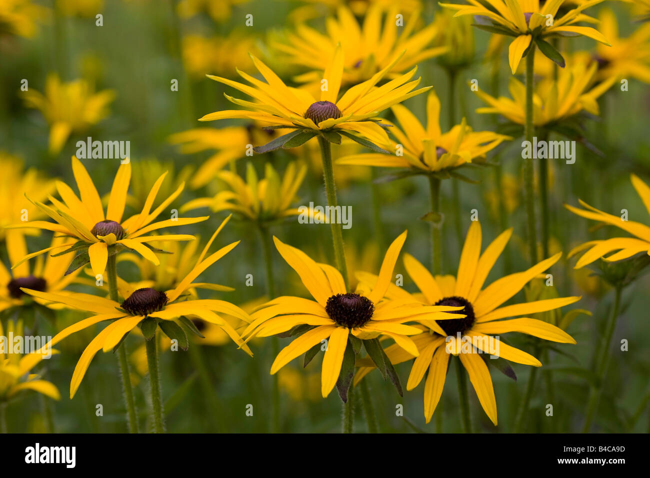 Rudbeckia, Coneflower Stock Photo