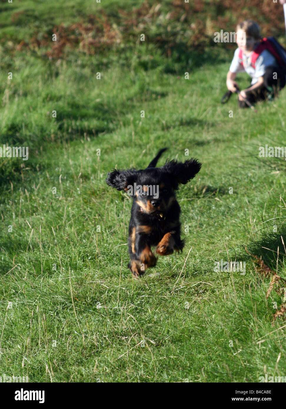 Black & tan hi-res stock photography and images - Page 2 - Alamy