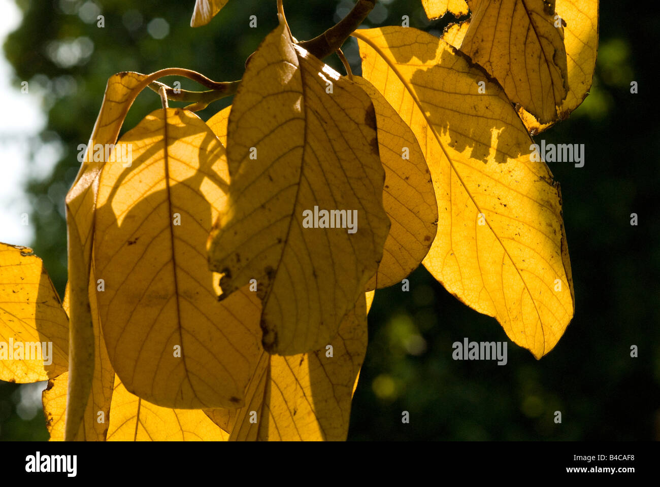 Branch and leaves hi-res stock photography and images - Alamy