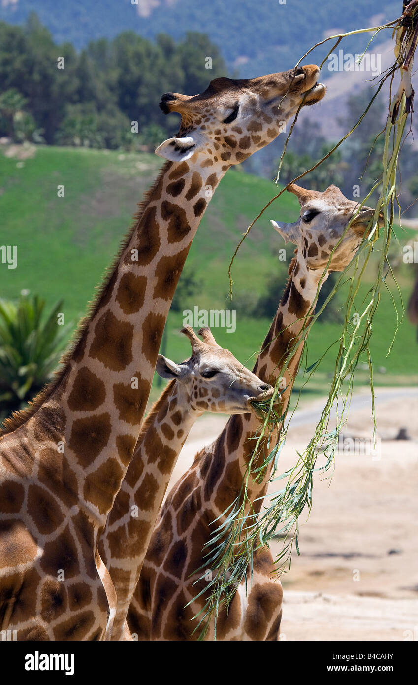 Giraffes (Giraffa camelopardalis) Stock Photo