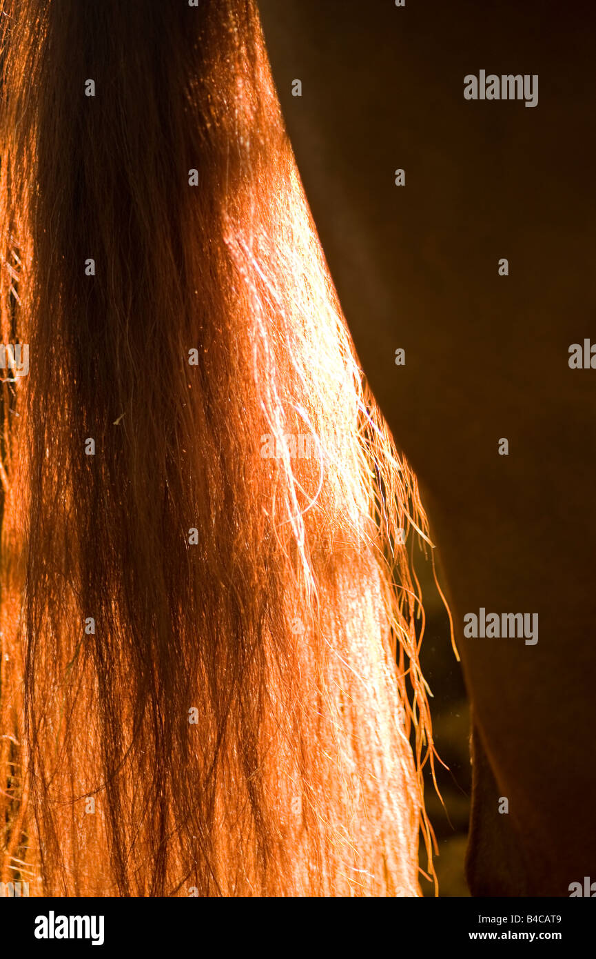 Detail of glowing red horse tail back lit on black background Stock Photo
