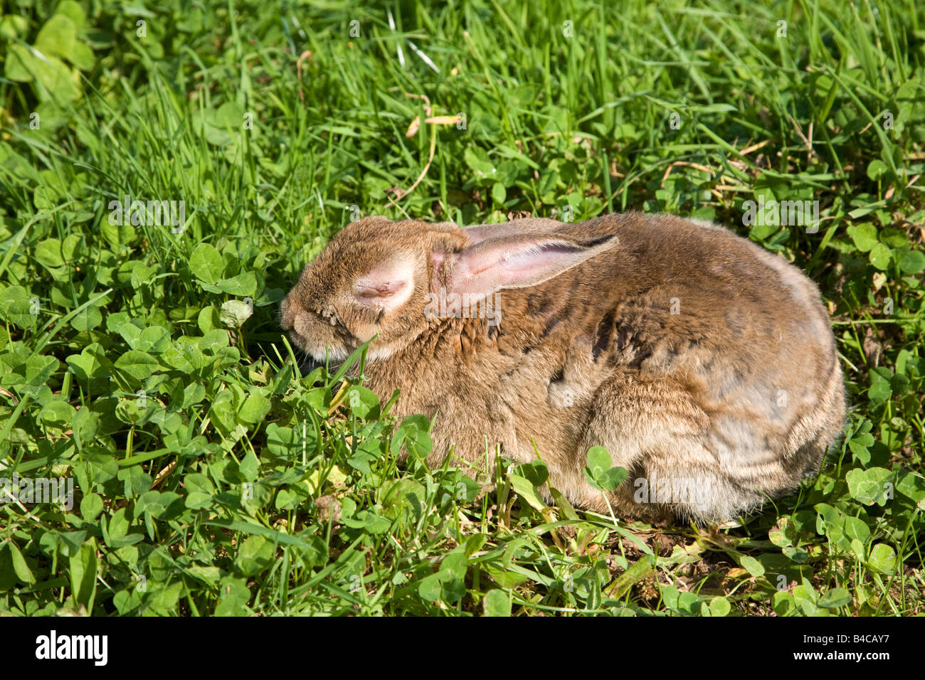 A rabbit infected with Myxomatosis a man made disease to control rabbit