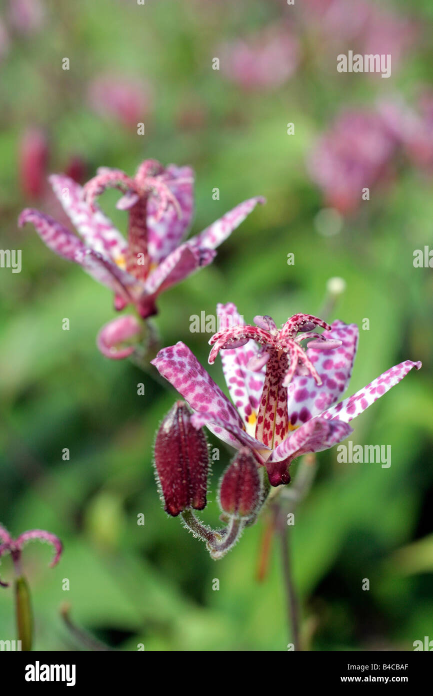 TRICYRTIS FORMOSANA Stock Photo