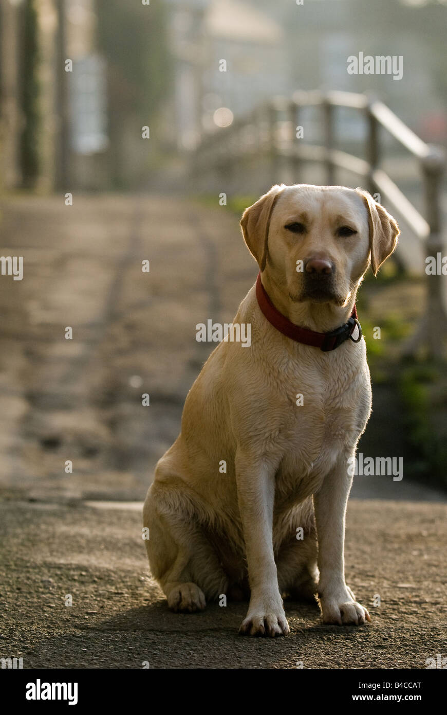 Gun Dog, North Yorkshire Stock Photo Alamy