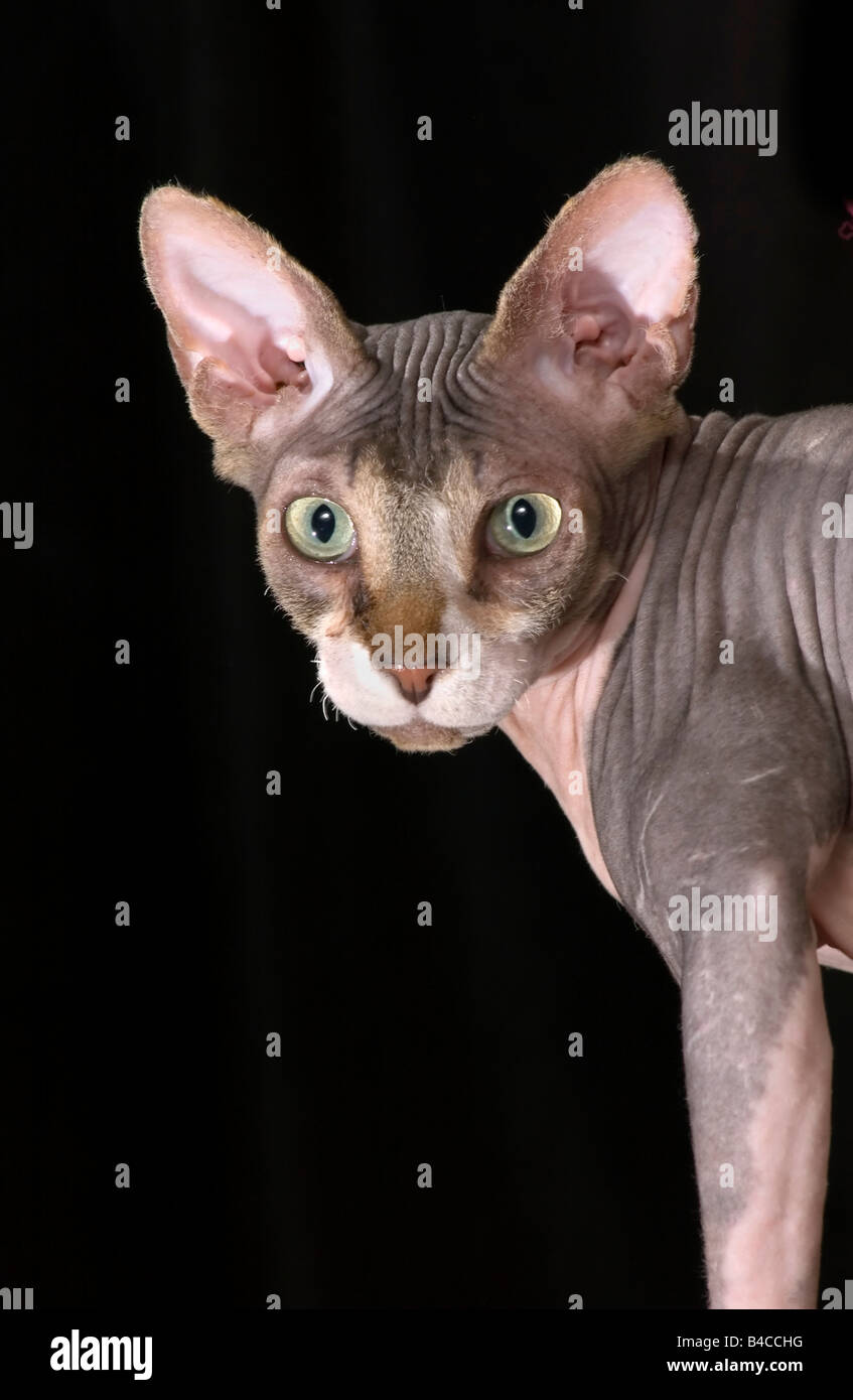 Cat muscle hires stock photography and images Alamy