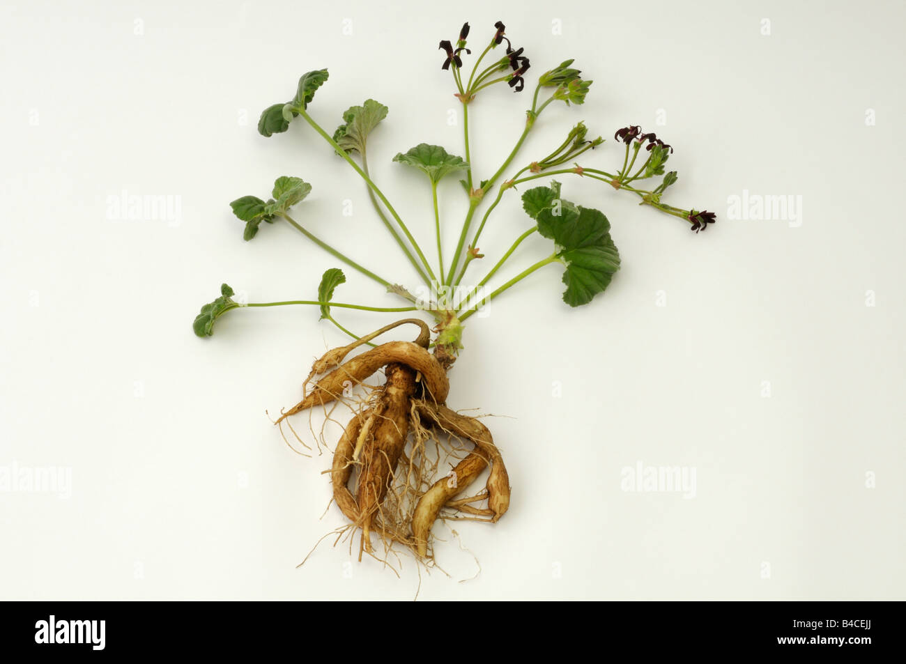 Umckaloabo (Pelargonium reniforme, Pelargonium sidoides), flowering plant with root, studio picture Stock Photo