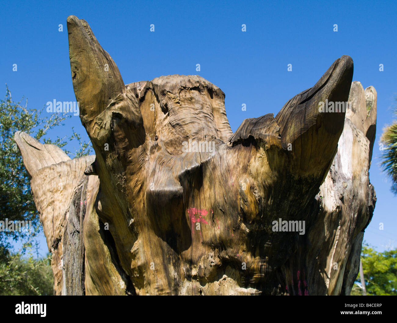 DOLPHINS CARVED INTO AN OAK IN MELBOURNE BEACH FLORIDA Stock Photo