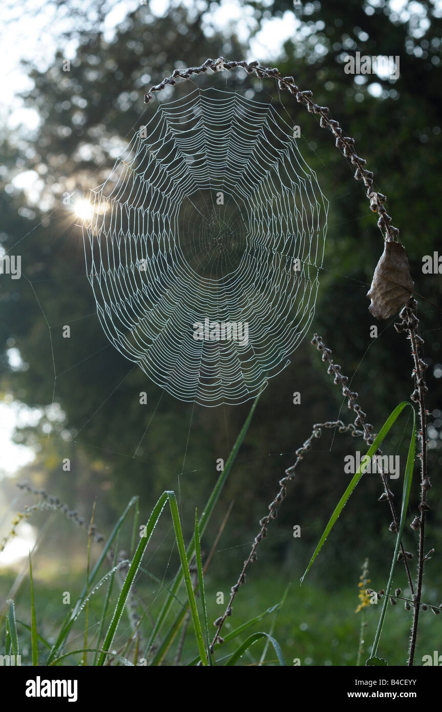 Spider web of the European garden spider (Araneus diadematus) Stock Photo
